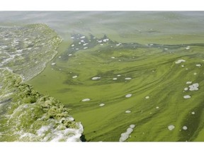 An algae bloom in Lake Erie near Toledo, Ohio in 2014. The toxins found in such blooms have been detected in marine mammals in Alaska, suggesting blooms are becoming more prevalent along the Pacific coast.