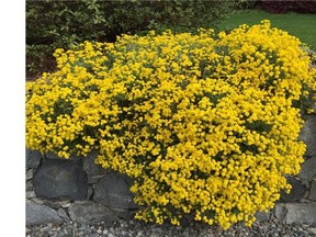 Alyssum montanum Mountain Gold