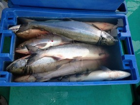 Sockeye returns are predicted to be so low this summer on the Fraser River that they won't support a commercial or recreational fishery.