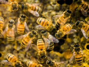 In the past 10 years the value of bee cross-pollination has increased 70 per cent in the province.
