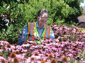 Ian Wasson in amongst the echinacea at Moscrop Street.