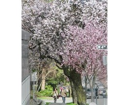 Cherry blossoms along Cypress Street and 4th avenue in Vancouver on February 29, 2016.