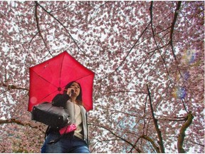 Cherry blossoms are in bloom in Vancouver. Why not write a haiku about it?