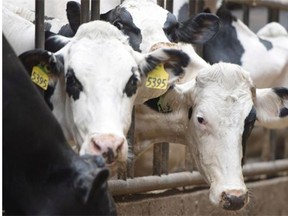 Dairy cows at Chilliwack Cattle Sales, the Kooyman family dairy farm in Chilliwack where employees were videotaped beating cows with rakes and chains. The workers were later fired.