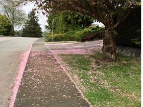 Cherry blossoms among driveway pebbles