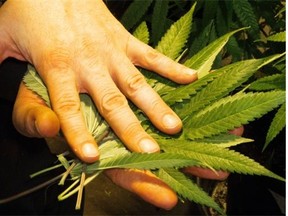 The federal government should opt to not appeal last week's Federal Court ruling in favour of medical pot users who want to grow their own.