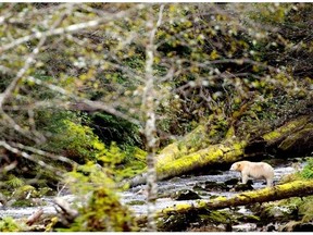 File: A Kermode bear, better know as the Spirit Bear is seen fishing in the Riordan River on Gribbell Island in the Great Bear Rainforest, B.C. Sept, 18, 2013.