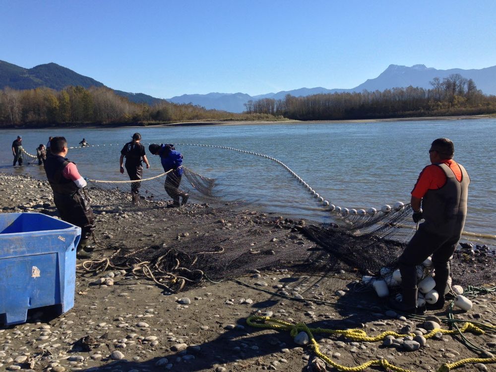 Salmon Diversity Improves Catch For First Nations, SFU Study Finds ...