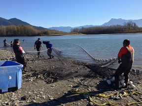 First Nations beach seining chum salmon for food, social and ceremonial purposes near the confluence of the Fraser and Harrison Rivers.