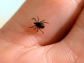 A tick found on a bird on southern Vancouver Island was found to have a different strain of bacteria than that which is widely accepted as the cause of Lyme disease.