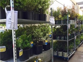 Garden section at Costco
