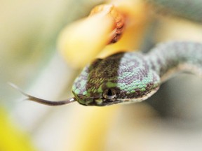 A slithering surprise was discovered in a package mailed from China at the B.C. Canada Post distribution centre in Richmond last week.