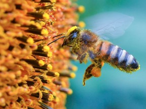 Vancouver city council has voted unanimously to ban Neonicotinoids, a group of pesticides believed to contribute to bee mortality.