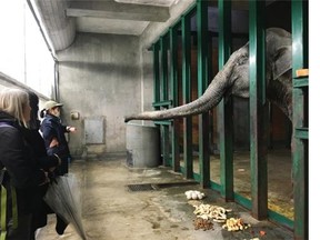 Hanako the elephant is shown at his enclosure at Inokashira Park Zoo in Tokyo in this recent handout photo. For 40 minutes each day at a zoo in Tokyo, Japan's oldest elephant transforms from a bored, zombie-like state to flapping her ears and making huffing sounds, says a Vancouver woman who led a global campaign to improve the animal's welfare. Hanako becomes animated when her keepers visit the 69-year-old elephant to feed her by hand, brush her with a rake and clean her feet.