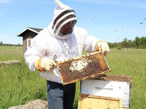 The price paid to Canadian honey producers has fallen from $5.35 per kilo last year to about $2.85 this year, below the cost of production for most apiarists, says Rod Scarlett of the Canadian Honey Council.