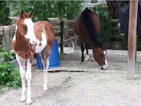 Hope, a 13-year-old mare with her 3 month old foal Sir Prize, both rescued from an Alberta meat truck in November 2015 and now living in Southlands.