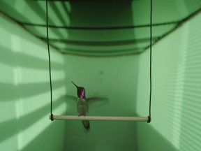 Researchers have been looking into how hummingbirds judge distance and avoid high-speed collisions, and what makes them different from other frequent flyers.