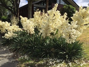 Yucca in full bloom in July