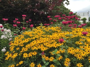 Rudbeckia and red bee balm in Coquitlam's Inspiration Garden