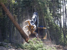 A feller buncher in operation near Quesnel in 2013. The province argued that forest debris may have accumulated near the vehicle's exhaust, then dislodged and smouldered on the forest floor, causing a large 2010 forest fire. The judge dismissed the government's $5.5m claim against Canfor and a subcontractor.