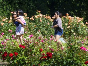 Stanley Park's rose garden: one of the best parts of the park