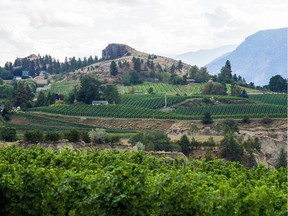 Vineyards in the Naramata Bench region near Penticton in B.C.'s Okanagan Valley.