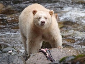 A Kermode bear, better know as the Spirit Bear, is seen fishing in the Riordan River on Gribbell Island in the Great Bear Rainforest. Industrial logging will be prohibited across 85 per cent of forested lands within B.C.’s Great Bear Rainforest, according to a long-awaited landmark agreement announced Monday in Vancouver by the province, First Nations, environmentalists and forest companies.