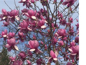 Magnolia with purple flowers in March
