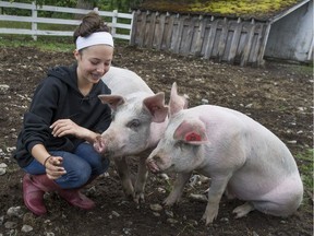 Lily Ahern has taught her pigs, Francois and Howard, how to sit on command. Ahern, a 4-H Club member, is pictured with the swine in Maple Ridge on Tuesday.