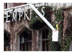A worker wraps a rope around a clump of ivy that will be pulled off the exterior of the Empress Hotel.