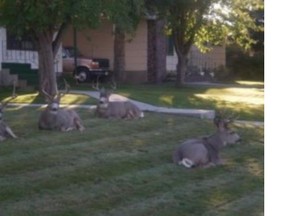 Chris Ayling took this photo of deer relaxing on his father’s lawn in suburban Cranbrook.
