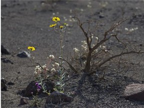 In this Wednesday, Feb. 24, 2016 photo, tourists take picture of wildflowers near Badwater Basin in Death Valley, Calif.