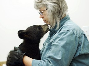Northern Lights Wildlife Society manager and co-founder Angelika Langen comforts an orphaned black bear cub. Nick Quenville/Omnifilm Entertainment photo