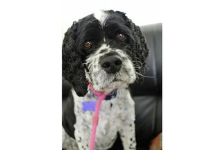 Oakley, the 5 year old Cocker spaniel rescued from a high-kill shelter in California, by Angels Under Our Wings Founder, Lisa Atterby.