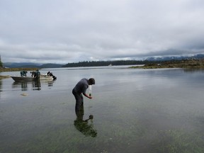 Parks Canada scientist Marlow Pellatt collects a core sample from an eelgrass bed in Pacific Rim National Park Reserve. He'll later use radioactive isotopes to date the age of the sample and the volume of carbon it absorbs from the atmosphere and sequesters below ground.