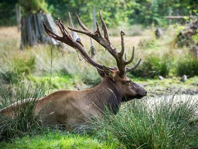 Hunters in British Columbia's East Kootenay region are warning of what they say is a dramatic drop in the number of elk in the southeastern corner of the province. In this file photo, one of the Roosevelt elk at the Greater Vancouver Zoo is pictured.