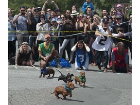 Vancouver, BC: JULY 09, 2016 --   Annual wiener dog races at Hastings Park in Vancouver, BC Saturday, July 9, 2016.