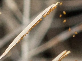 Seeds ready to disperse from the Arabidopsis thaliana plant.