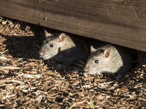 The former tent city site on the Victoria courthouse lawn is more infested with rats, like these, than first thought, meaning the pest-control process will continue until eradication is complete.