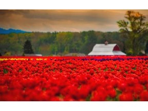 The sight of fields of vividly colourful blooms makes it easy to understand why some consider tulips a symbol of paradise.