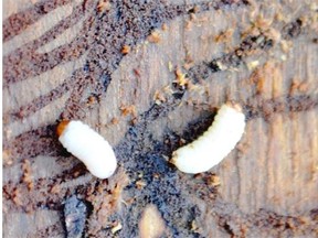 Spruce beetle larvae ravaging a tree.
