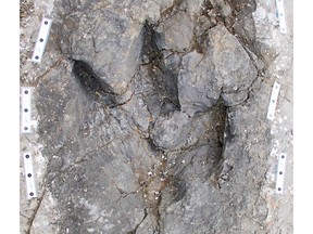 Paleontology in British Columbia is taking a step forward, thanks to hundreds of dinosaur footprints discovered in northeastern B.C. The large site, called a dinosaur trackway, was scheduled to be unveiled Friday afternoon near Hudson’s Hope, about 80 kilometres west of Fort. St. John. Well-preserved fossil footprints, shown in a handout photo provided by the Peace Region Palaeontology Research Centre, are shown here.