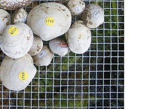 These clams are numbered for identification for a Quadra Island clam garden study led by SFU researchers.