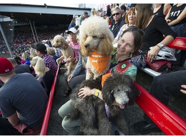 The Annual Dog Day of Summer took place at Vancouver's Nat Bailey Stadium Monday night where baseball fans got to take their K-9 pets, of all sizes,  during the Vancouver Canadians game against the Tri - City Dust Devils on July 11, 2016.  Here fan Kathy Schuppli ended up with lots of canine attention.