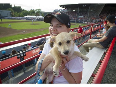 The Annual Dog Day of Summer took place at Vancouver's Nat Bailey Stadium Monday night where baseball fans got to take their K-9 pets, of all sizes,  during the Vancouver Canadians game against the Tri - City Dust Devils on July 11, 2016.   Here Janet McHugh with "Monty" occupy a prime seat.