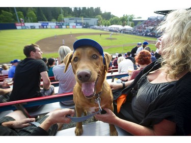 The Annual Dog Day of Summer took place at Vancouver's Nat Bailey Stadium Monday night where baseball fans got to take their K-9 pets, of all sizes,  during the Vancouver Canadians game against the Tri - City Dust Devils on July 11, 2016.   Here "Buck" keeps his cool and his hat on.