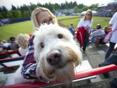The Annual Dog Day of Summer took place at Vancouver's Nat Bailey Stadium Monday night where baseball fans got to take their K-9 pets, of all sizes,  during the Vancouver Canadians game against the Tri - City Dust Devils on July 11, 2016.