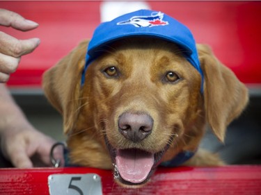 The Annual Dog Day of Summer took place at Vancouver's Nat Bailey Stadium Monday night where baseball fans got to take their K-9 pets, of all sizes,  during the Vancouver Canadians game against the Tri - City Dust Devils on July 11, 2016.   Here "Buck" takes in the 1st inning of the game.