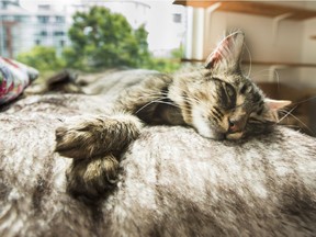 Vancouver's Catfe cat Larry was taking his new found fame lying down after a visit from British superstar Adele on Tuesday.