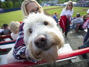 The Annual Dog Day of Summer took place at Vancouver's Nat Bailey Stadium